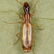 Dromius longiceps Dej., 1826, Carabidae (4.8–6.8 mm) Dromius longiceps (4.8–6.8 mm)