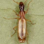 Dromius longiceps (4.8–6.8 mm)