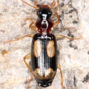 Dromius quadrimaculatus (L., 1758), Carabidae (4.7–6.1 mm) Dromius quadrimaculatus (4.7–6.1 mm)