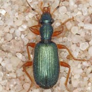 Drypta dentata (Rossi, 1790), Carabidae (7–9 mm) Drypta dentata (7–9 mm)