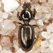 Dyschirius aeneus (Dej., 1825), Carabidae (2.6–3.5 mm) Dyschirius aeneus (2.6–3.5 mm)
