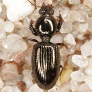 Dyschirius aeneus (2.6–3.5 mm)