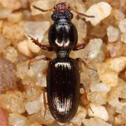 Dyschirius angustatus (Ahr., 1830), Carabidae (2.6–3.8 mm) Dyschirius angustatus (2.6–3.8 mm)