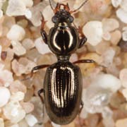 Dyschirius arenosus (3.5–4.6 mm)