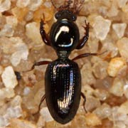 Dyschirius intermedius Putzeys, 1846, Carabidae (2.5–3.8 mm) Dyschirius intermedius (2.5–3.8 mm)
