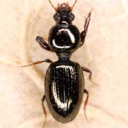 Dyschirius laeviusculus Putzeys, 1846, Carabidae (2.8–3.4 mm) Dyschirius laeviusculus (2.8–3.4 mm)