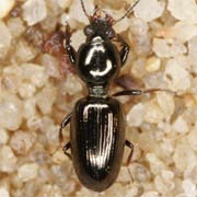 Dyschirius lucidus Putzeys, 1846, Carabidae (4–5.4 mm) Dyschirius lucidus (4–5.4 mm)