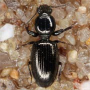 Dyschirius luedersi Wagn., 1915, Carabidae (3–4.2 mm) Dyschirius luedersi (3–4.2 mm)