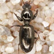 Dyschirius nitidus (Dej., 1825), Carabidae (4.3–5.7 mm) Dyschirius nitidus (4.3–5.7 mm)