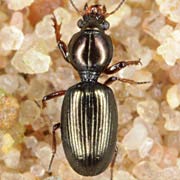 Dyschirius obscurus (3.5–4.4 mm)