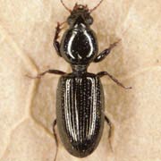 Dyschirius salinus Schaum, 1843, Carabidae (3.5–4.8 mm) Dyschirius salinus (3.5–4.8 mm)