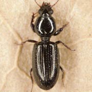 Dyschirius salinus (3.5–4.8 mm)