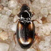 Elaphropus quadrisignatus (Duft., 1812), Carabidae (2.2–3 mm) Elaphropus quadrisignatus (2.2–3 mm)