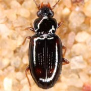 Elaphropus sexstriatus (Duft., 1812), Carabidae (2.2–2.7 mm) Elaphropus sexstriatus (2.2–2.7 mm)