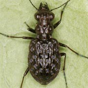 Elaphrus cupreus Duft., 1812, Carabidae (7.6–9 mm) Elaphrus cupreus (7.6–9 mm)