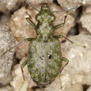 Elaphrus riparius (L., 1758), Carabidae (5–7 mm) Elaphrus riparius (5–7 mm)