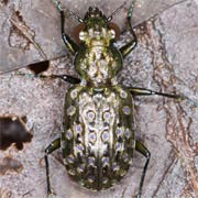 Elaphrus uliginosus F., 1775, Carabidae (7.5–9.5 mm) Elaphrus uliginosus (7.5–9.5 mm)