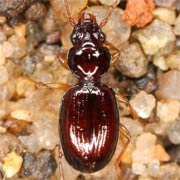 Epaphius secalis (Payk., 1790), Carabidae (3–4 mm) Epaphius secalis (3–4 mm)