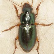 Harpalus affinis (Schrk., 1781) ♂, Carabidae (9–12 mm) Harpalus affinis (9–12 mm)