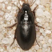 Harpalus anxius (Duft., 1812), Carabidae (6.6–8 mm) Harpalus anxius (6.6–8 mm)
