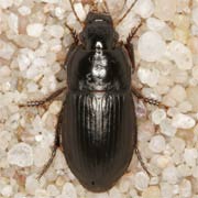 Harpalus anxius (6.6–8 mm)