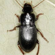 Harpalus atratus Latr., 1804 ♂, Carabidae (9.4–14 mm) Harpalus atratus (9.4–14 mm)