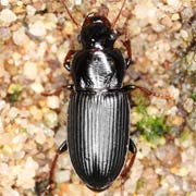 Harpalus attenuatus Steph., 1828, Carabidae (7–10.5 mm) Harpalus attenuatus (7–10.5 mm)