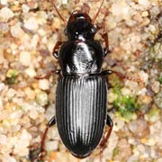 Harpalus attenuatus (7–10.5 mm)