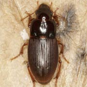 Harpalus autumnalis (7.5–9.5 mm)