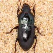Harpalus dimidiatus (Rossi, 1790) ♂, Carabidae (11–14 mm) Harpalus dimidiatus (11–14 mm)