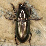 Harpalus distinguendus (Duft., 1812) ♂, Carabidae (10–14 mm) Harpalus distinguendus (10–14 mm)