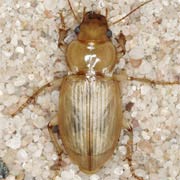 Harpalus flavescens (Pill.Mitt., 1783), Carabidae (11–13 mm) Harpalus flavescens (11–13 mm)