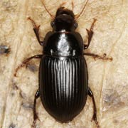 Harpalus froelichi (7.5–10.4 mm)