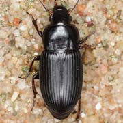 Harpalus fuscicornis Ménétriés, 1832, Carabidae (8–10.4 mm) Harpalus fuscicornis (8–10.4 mm)