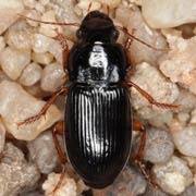 Harpalus laevipes (9.2–11.6 mm)