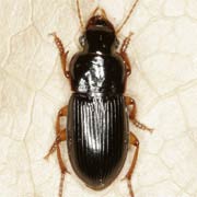 Harpalus latus (L., 1758) ♂, Carabidae (8–11 mm) Harpalus latus (8–11 mm)