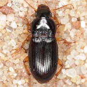 Harpalus luteicornis (6–7.5 mm)