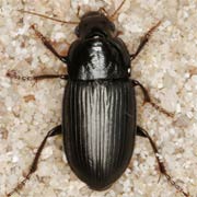 Harpalus melancholicus (7–11 mm)