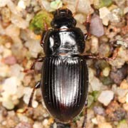 Harpalus picipennis (Duft., 1812), Carabidae (5–7.1 mm) Harpalus picipennis (5–7.1 mm)
