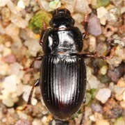 Harpalus picipennis (5–7.1 mm)