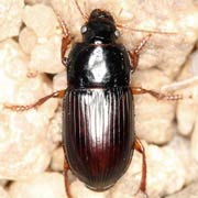 Harpalus politus (8–11.3 mm)