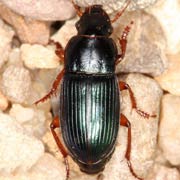 Harpalus rubripes (8–11 mm)