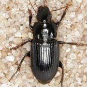 Harpalus rufipalpis (8–10 mm)