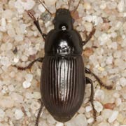 Harpalus serripes (Quensel, 1806), Carabidae (9–12 mm) Harpalus serripes (9–12 mm)