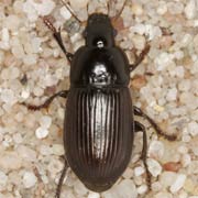 Harpalus serripes (9–12 mm)