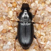 Harpalus signaticornis (Duft., 1812), Carabidae (6–7 mm) Harpalus signaticornis (6–7 mm)