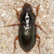 Harpalus smaragdinus (Duft., 1812) ♂, Carabidae (8–10.5 mm) Harpalus smaragdinus (8–10.5 mm)