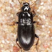 Harpalus subcylindricus (5.5–8 mm)