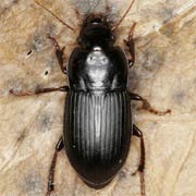 Harpalus tardus (7.9–11 mm)