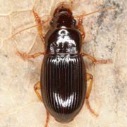 Harpalus winkleri Schaub., 1923, Carabidae (6.3–8 mm) Harpalus winkleri (6.3–8 mm)